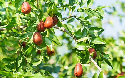 Entdecken Sie die Wellness -Wunder von Jujube -Samenpulver: Vorteile, Verwend...