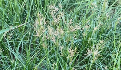 Cyperus Rotundus Extract Vorteile: Entdecken Sie das traditionelle Wohlbefinden